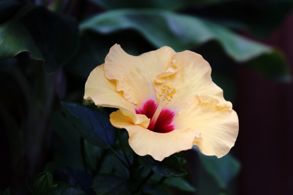 Tropical Beauty by Deb Oppermann